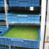 Hydroponics Animal Fodder Machine is Full Automatic Wheat, Barley, Alfalfa thumbnail-3