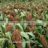 Sorghum Price Can be Very Competitive thumbnail-6