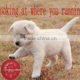 Design Your Own Frisbee Flying Disc for Your Dog