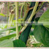 Plastic Coated Steel Decorative Garden Stakes thumbnail-1