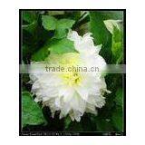 Self Adhesive PP Film 120