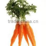 Carrot Oleoresin & Extract
