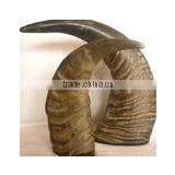 Buffalo Horn Tips thumbnail-1