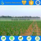 Plant Irrigation System for Corn Irrigation, Sugarcane and so on