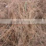 Vetiver/Khus Root thumbnail-2