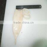 Frozen Squid Tubes thumbnail-1