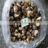 Fresh Raw and Frozen Live Conch thumbnail-1