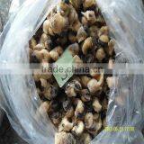 Frozen Conch Shell Ring thumbnail-1