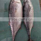Good Quality Bonito Tuna Frozen Eastern Little Tuna 750G+ for Sale thumbnail-2