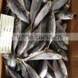 2016 New Landing Sea Frozen Horse Mackerel 20cm+ thumbnail-3