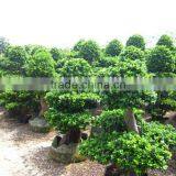Ficus Microcarpa Land thumbnail-1