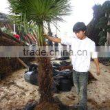 Trachycarpus Fortunei Cold Hardy Palm Tree thumbnail-1