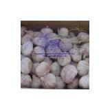 White Garlic 1kg thumbnail-1