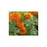 Marigold Seeds For Cultivating--Many Kinds! thumbnail-3