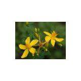 We supply St.John’s Wort Extract,Hypericin:0.3% UV, Used in all pulmonary complaints, bladder troubles, in suppression of urine, dysentery, worms, diarrhoea, hysteria and nervous depression, haemoptysis and other haemorrhages and jaundice.