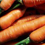 Best Quality Fresh Carrot,2018 New Carrot thumbnail-3