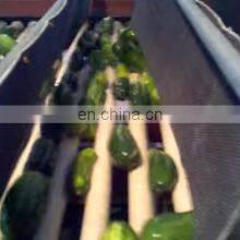 Fully Automatic Stainless Steel Cucumber Length Sorting thumbnail-5