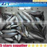 Sea mackerel fish in hot sale, 300-500g pacific mackerel fish, deep sea catching fish mackerel