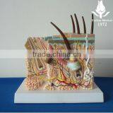 Three-dimensional Structure of Skin Model thumbnail-1