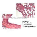 Medical Slides/ Prepared Microscope Histology Slides/Epithelium Sec. Slides thumbnail-3