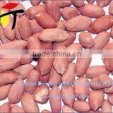 Wholeslae Groundnut Salted Chinese Roasted Red Skin Peanuts thumbnail-2