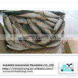 Frozen Pacific Mackerel Fish in High Quality for Sale(600g+) thumbnail-6