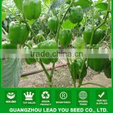 MSP072 Biqing bright green hybrid sweet pepper seeds, green bell pepper seeds