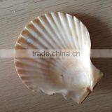 Raw Mother of Pearl Shells
