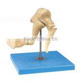 Human Body Anatomy Model Bone Model Of Ear thumbnail-2