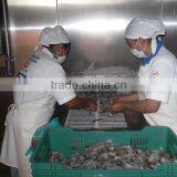 Meat Spiral Freezer thumbnail-4