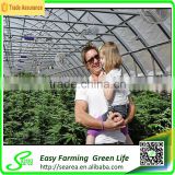 Low Cost Plastic Agriculture Greenhouse thumbnail-5