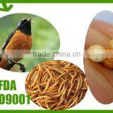 Pure natural wholesale chicken feed dried mealworms // bird feed mealworms