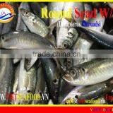 W/R FROZEN ROUND SCAD thumbnail-1