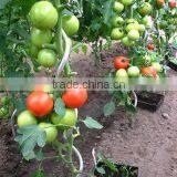 Galvanized Tomato Growing Spiral thumbnail-4