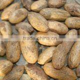 High Quality Hot Sale Kola Nuts thumbnail-1
