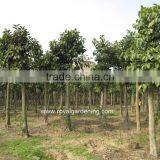 Ficus Altissima Nursery in Ground thumbnail-3