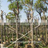 Delonix Regia thumbnail-3