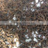 Nagarmotha thumbnail-2