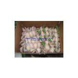 Nomal White Garlic thumbnail-1