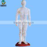Shanghai, Chinon, 60cm Standard Anatomical Acupuncture Human Body Sims thumbnail-3