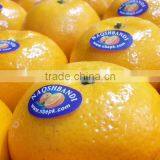Kino Kinnow Mandarin Tangerine Orange Citrus Fruit From Pakistan thumbnail-1