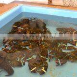 Frozen Spiny Lobster thumbnail-1