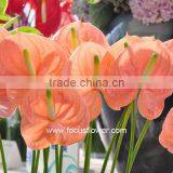 Wholesale Fresh Red Anthurium Cut Flowers As Other Home Decoration