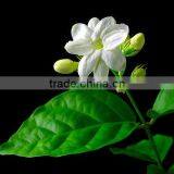 Jasmine Oil (Sambac Absolute)