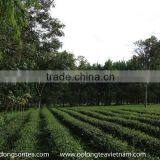 Organic Oriental Beauty Tea thumbnail-5