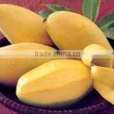 Fresh Mango Competitive Price From Vietnam