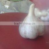 White Garlic thumbnail-4