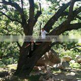 Qinhuangdao Yanshan Chestnut Co., Ltd. company overview - view 4 thumbnail