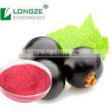 Black Currant Fruit Powder Extract/Black Currant Extract with anthocyanidins 25%