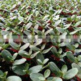 50 Cell, 128 Cell Seed Sprouter Tray thumbnail-1